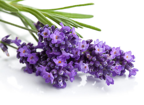 Lavender Flower Isolated