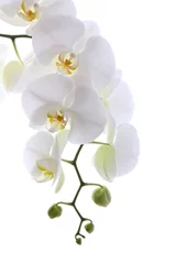 Deurstickers Orchidee Witte orchidee geïsoleerd op wit