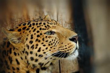 Leopard portrait