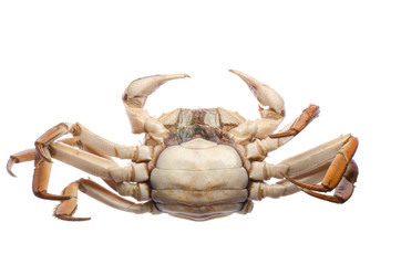 red crab