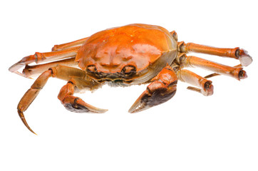 red crab