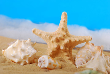 Fototapeta na wymiar seashells on the beach