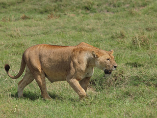 Fototapeta na wymiar lew w Serengeti Reserve, Republika Południowej Afryki