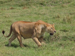 lion dans la Réserve du Serengeti, Afrique