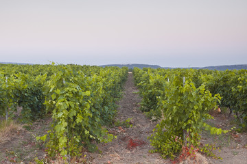 Fototapeta na wymiar Vineyards near to Roussillon in Provence