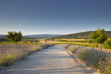 A lavender lined driveway in Provence