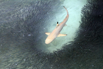 Fototapeta premium Blacktip reef shark feeding