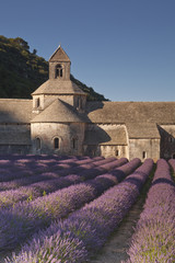 Lavender field at the abbey of Senanque in Provence