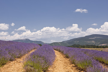 Obraz premium Lavender fields near to Sault in Provence.