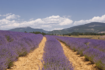 Obraz premium Lavender fields near to Sault in Provence.