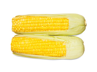 Zea mays
