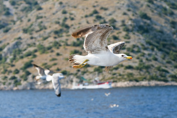 sea gull flying