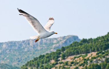 Croatian sea gull flying