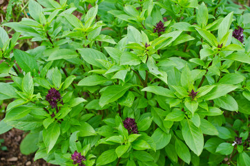 Fresh green basil leaves in garden