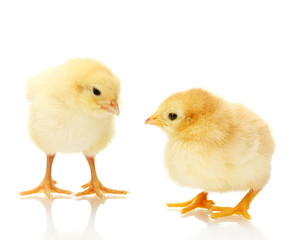 two yellow little chickens isolated on the white