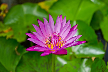 Obraz premium purple waterlily with bees in pond