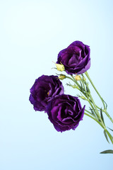 purple eustoma on blue background