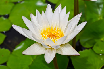 white lotus blooming in pond