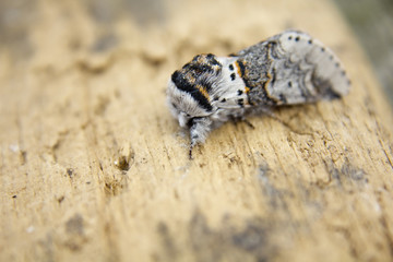 Sallow Kitten Moth on Wood