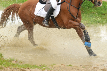 cross equestre