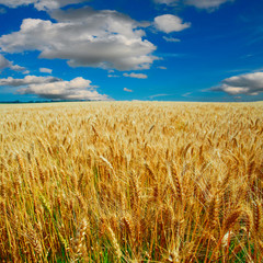 yellow field with the blue sky