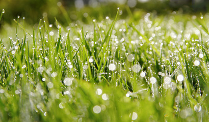 Drops on the grass.