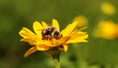 Bee on the flower.