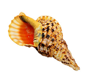 shell