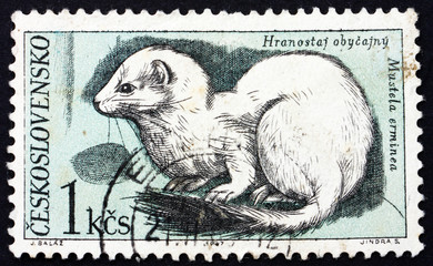Postage stamp Czechoslovakia 1967 Ermine