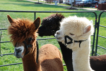 Obraz premium Alpacas