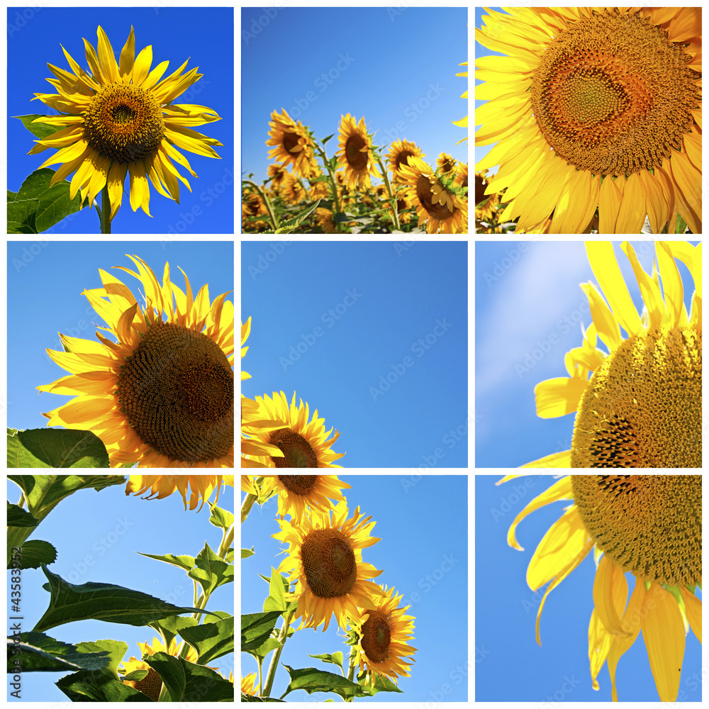 Canvas Prints Provence - Champ de Tournesols