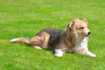 Pies na trawie