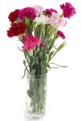 multicolor fragrant carnations