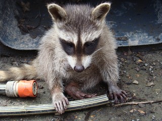 Waschbärbaby spielt mit Gartenschlauch