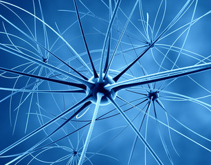 Obraz premium The brain neurons and nervous system