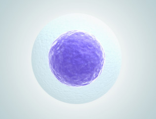 Single human egg cell high quality 3d render