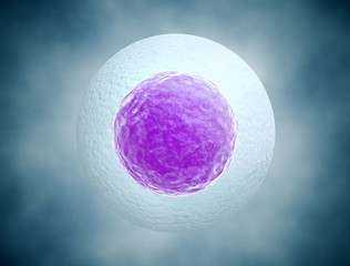Human egg cell background