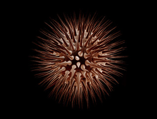 Virus cell isolated on black background