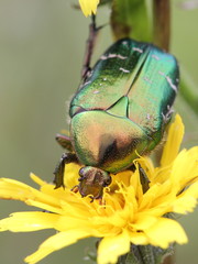 Rosenkäfer auf Blüte