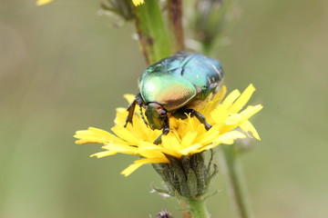 Rosenkäfer auf Blüte
