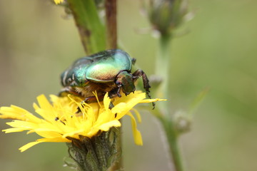 Rosenkäfer auf Blüte