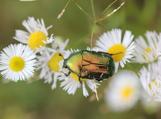 Rosenkäfer auf Blüte