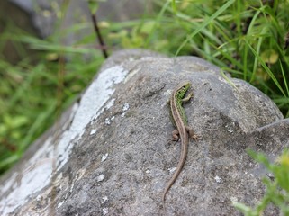 Zauneidechse auf Stein