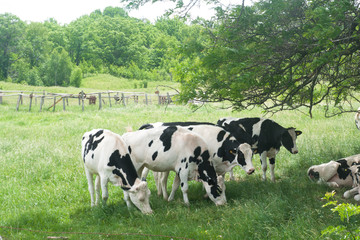Cows grazing on meadow under tree