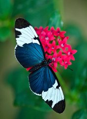 Obraz premium Sara Longwing (Heliconius sara) butterfly
