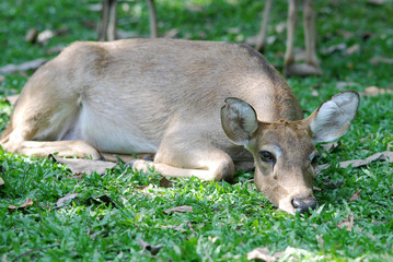 Deer on grass meadow