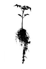 Shadow of the tree with its roots. Color can be isolated on a wh