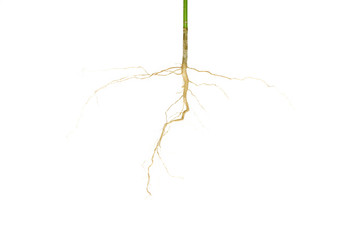 The root of the tree that can be isolated on a white background.