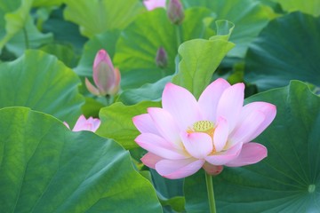 蓮池