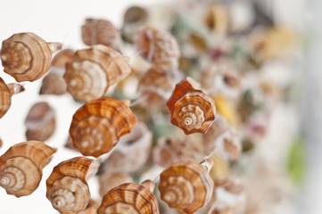 Sea shell accessories